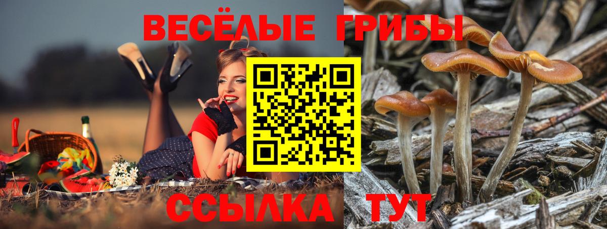 Галлюциногенные грибы Magic Shrooms Свободный